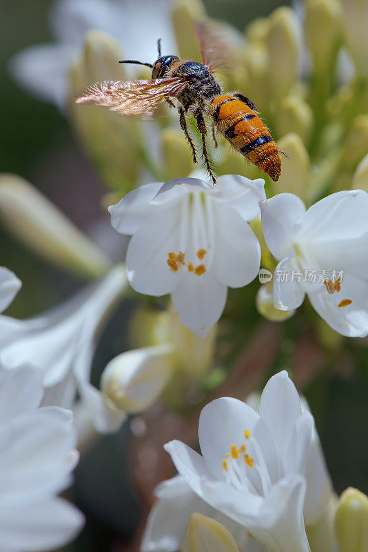 亚洲大黄蜂(Vespa velutina)